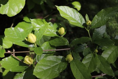 Calycantus x 'Venus' - sazaník křížený - listy a pupeny květů